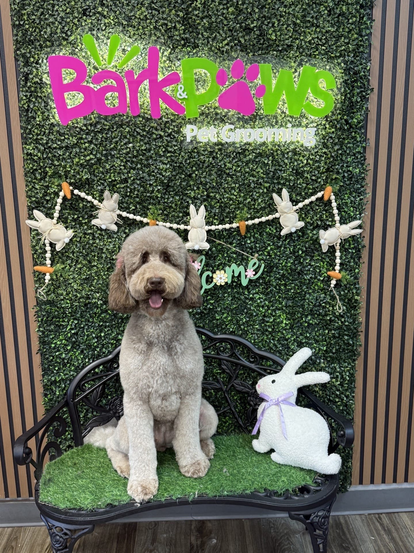 A happy freshly-groomed dog
