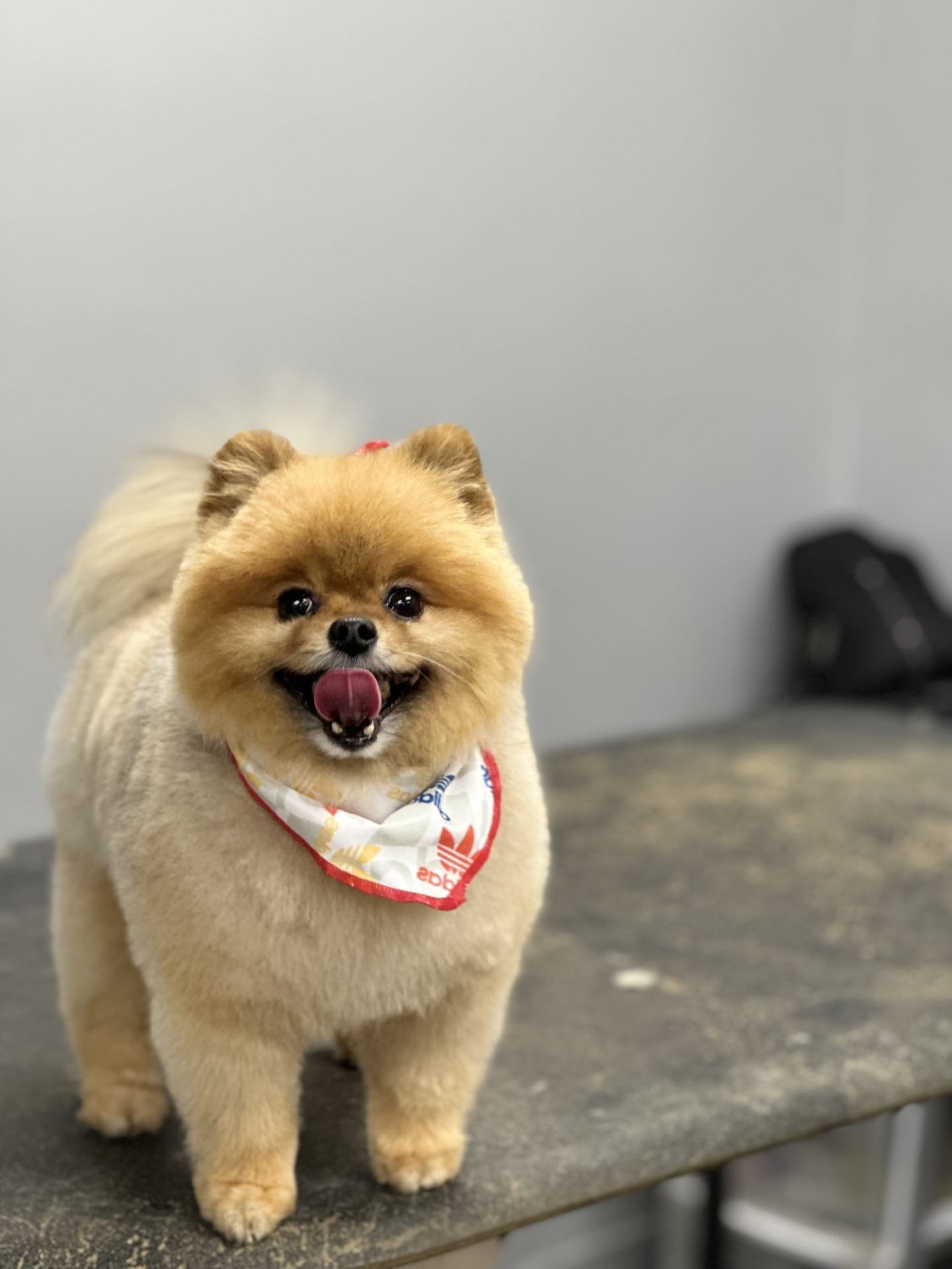 Dog full grooming