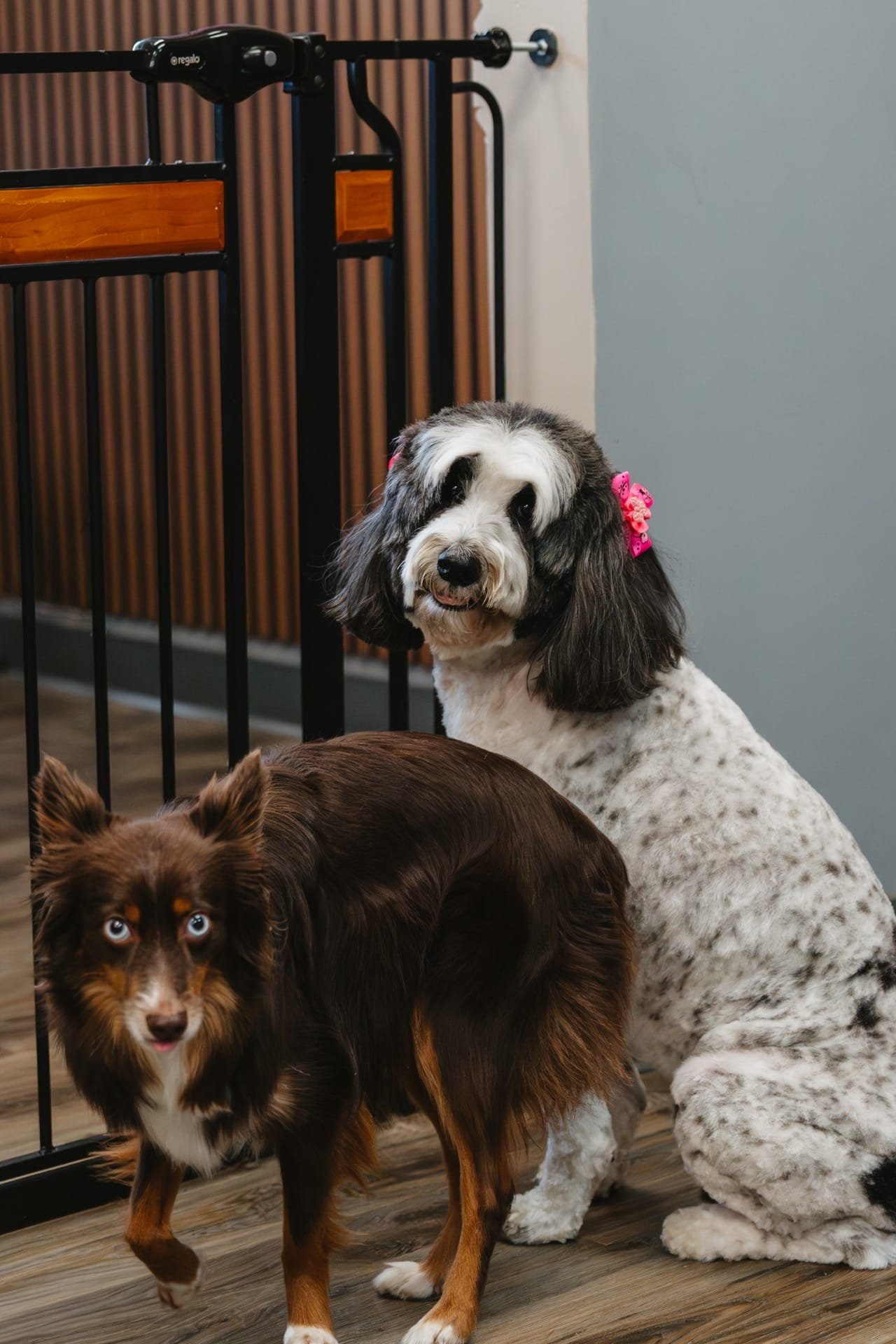 Poodle portrait